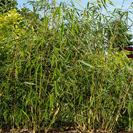 Bambu Fargesia robusta 'Wolong'